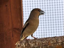 Attēlu rezultāti vaicājumam “Coccothraustes coccothraustes”