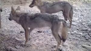 Image result for canis lupus arabs