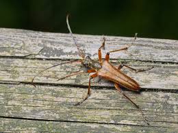 Attēlu rezultāti vaicājumam “Stenocorus meridianus”