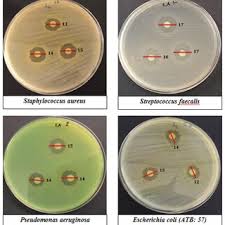 Attēlu rezultāti vaicājumam “Bayeriola thymicola”