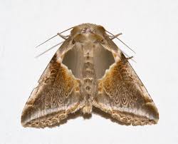 Attēlu rezultāti vaicājumam “Habrosyne pyritoides”