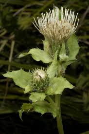Attēlu rezultāti vaicājumam “Cirsium oleraceum”