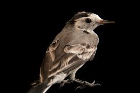 Image result for Motacilla alba