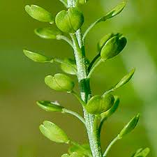 Attēlu rezultāti vaicājumam “Lepidium densiflorum flower”