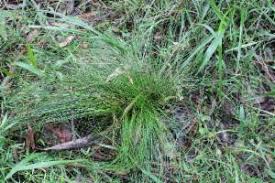 Attēlu rezultāti vaicājumam “Poa remota”