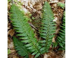 Attēlu rezultāti vaicājumam “Polystichum aculeatum”