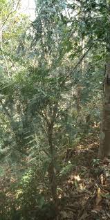 Attēlu rezultāti vaicājumam “Taxus wallichiana”