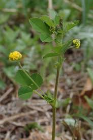 Attēlu rezultāti vaicājumam “Medicago lupulina”