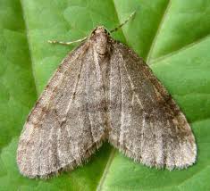 Attēlu rezultāti vaicājumam “Operophtera”