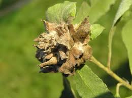 Attēlu rezultāti vaicājumam “Rabdophaga salicis”