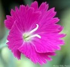 Image result for Dianthus gratianopolitanus