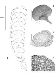 Attēlu rezultāti vaicājumam “Nardia scalaris cells”