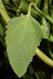 Attēlu rezultāti vaicājumam “Chenopodium acerifolium leaf”