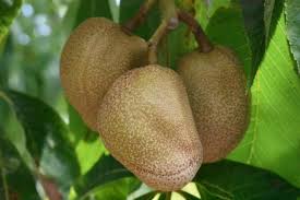 Attēlu rezultāti vaicājumam “Aesculus flava fruit”