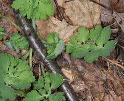 Attēlu rezultāti vaicājumam “Chelidonium majus leaf”