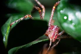 Attēlu rezultāti vaicājumam “Trichia longipalpis macro”