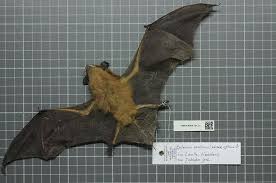 Attēlu rezultāti vaicājumam “Eptesicus serotinus”