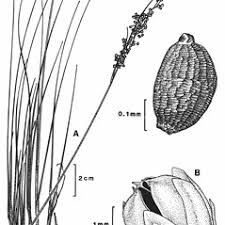 Attēlu rezultāti vaicājumam “Juncus compressus fruit”