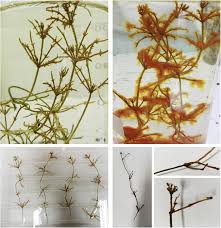 Attēlu rezultāti vaicājumam “Chara tomentosa”