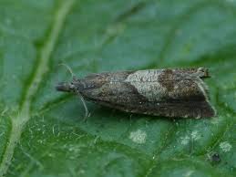 Attēlu rezultāti vaicājumam “Dichrorampha simpliciana”