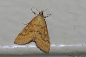 Attēlu rezultāti vaicājumam “Ostrinia nubilalis”