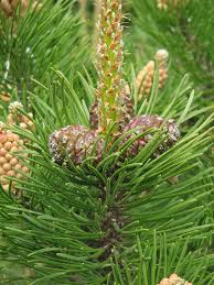 Attēlu rezultāti vaicājumam “Pinus mugo male flower”