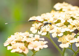 Attēlu rezultāti vaicājumam “Gasteruption jaculator imago”