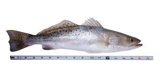 Image result for Cynoscion nebulosus