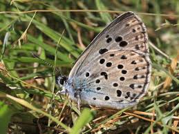 Attēlu rezultāti vaicājumam “Phengaris arion”