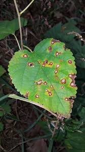 Attēlu rezultāti vaicājumam “Mycosphaerella ulmi”