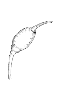 Attēlu rezultāti vaicājumam “Dicranella cerviculata”