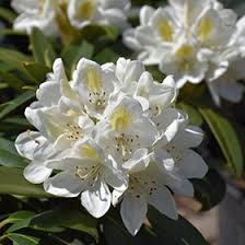 Attēlu rezultāti vaicājumam “Rhododendron catawbiense flower”