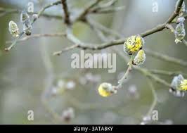 Attēlu rezultāti vaicājumam “Salix cinerea male flower”