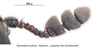 Attēlu rezultāti vaicājumam “Dermestes murinus”