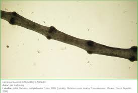 Attēlu rezultāti vaicājumam “Lemanea fluviatilis”