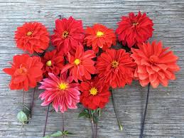 Image result for Dahlia `Red Skin`
