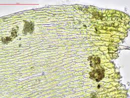 Attēlu rezultāti vaicājumam “Neckera complanata”