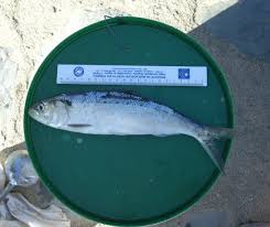 Image result for Alosa fallax