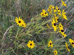 Attēlu rezultāti vaicājumam “Rudbeckia hirta var. pulcherrima flower”