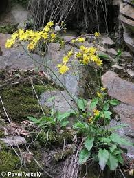 Attēlu rezultāti vaicājumam “Hieracium murorum flower”