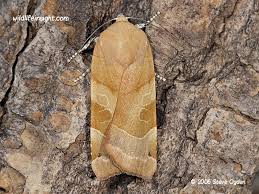 Attēlu rezultāti vaicājumam “Noctua fimbriata imago”