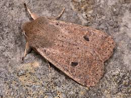 Attēlu rezultāti vaicājumam “Orthosia cruda”