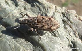 Attēlu rezultāti vaicājumam “Cleonis pigra”