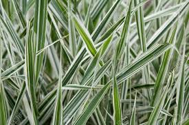 Attēlu rezultāti vaicājumam “Phalaroides arundinacea fruit”
