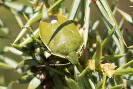 Attēlu rezultāti vaicājumam “Chlorochroa juniperina”