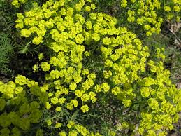 Attēlu rezultāti vaicājumam “Euphorbia cyparissias fruit”
