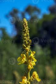 Attēlu rezultāti vaicājumam “Verbascum nigrum flower”