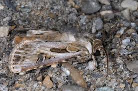 Attēlu rezultāti vaicājumam “Agrotis vestigialis”