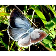 Attēlu rezultāti vaicājumam “Celastrina argiolus”