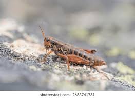 Attēlu rezultāti vaicājumam “Podisma pedestris”